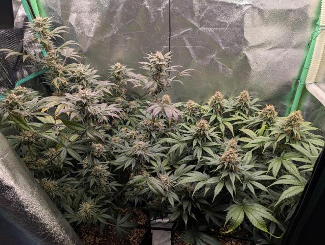 Tangie and Blueberry in a 2*3. Week 14