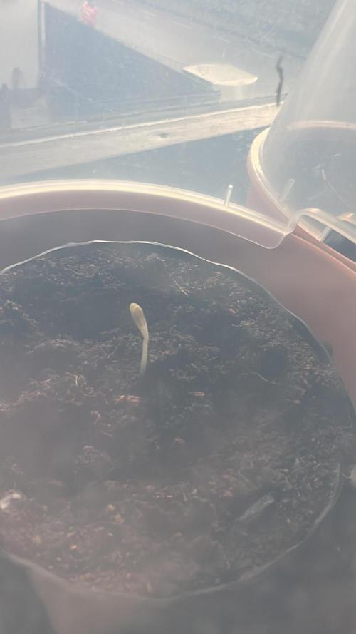 Spring Grow 2026 3 Strains. Week 0 - Cherry High 11.02.2026