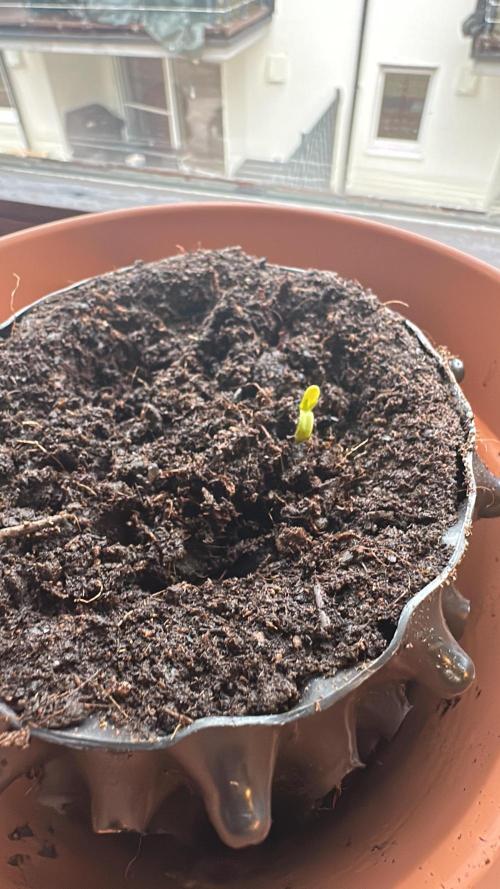 Spring Grow 2026 3 Strains. Week 0 - Cherry Essence 11.02.2026