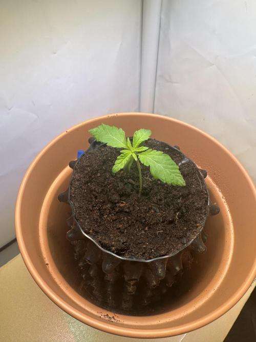 Spring Grow 2026 3 Strains. Week 2 - Cherry High