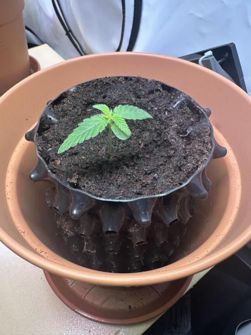 Spring Grow 2026 3 Strains. Week 2 - Mona Lisa