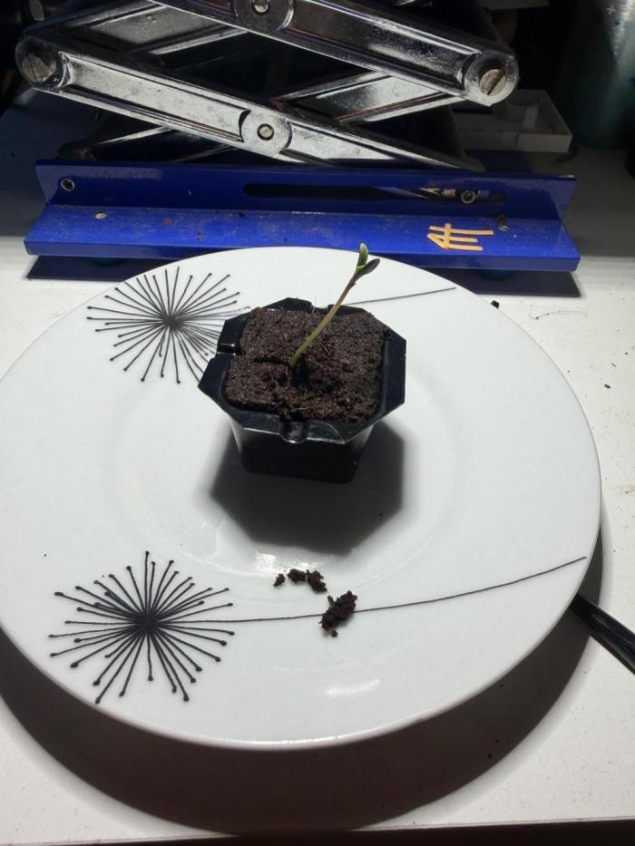 CCG x Greenhouse Seeds. Week 0