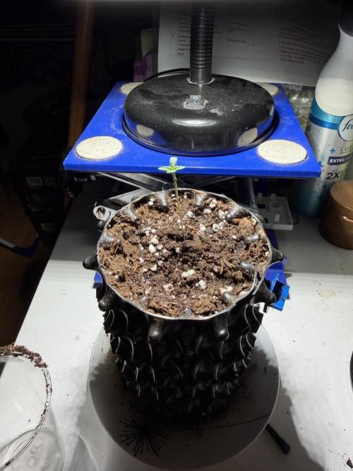Papaya Sour Spritz. Week 1