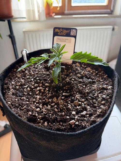 Papaya Sour Spritz. Week 2