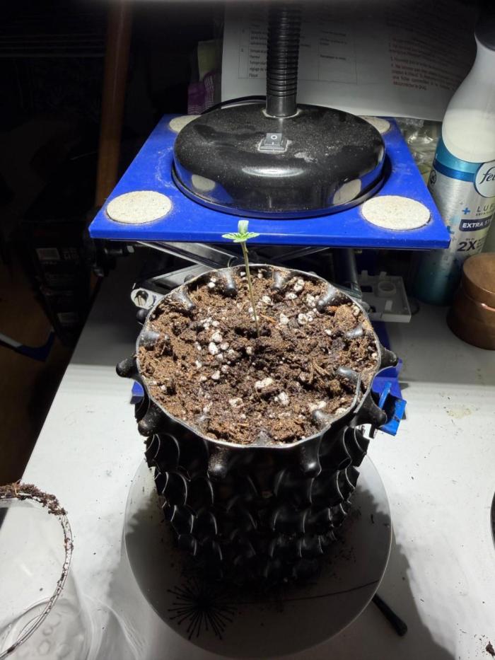 CCG x Greenhouse Seeds. Week 1