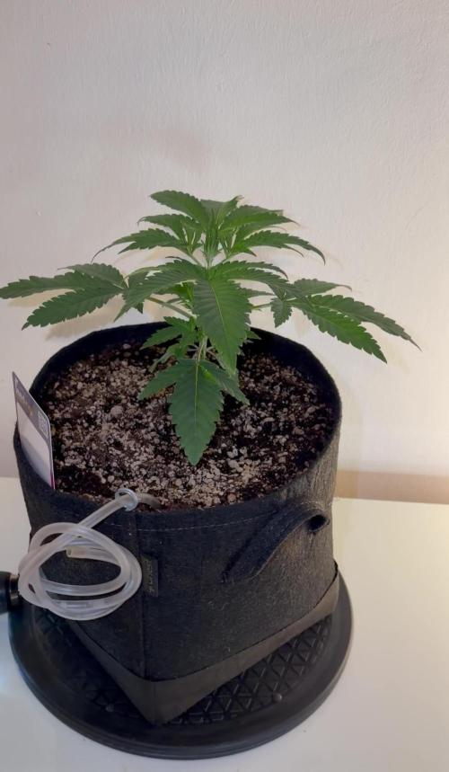 CCG x Greenhouse Seeds