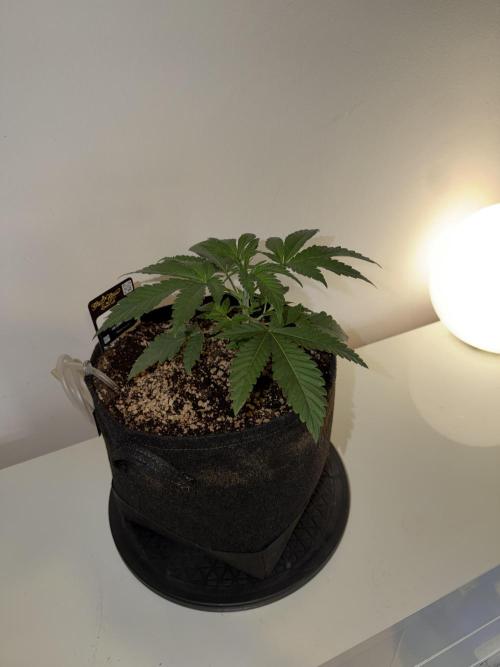 CCG x Greenhouse Seeds. Week 3