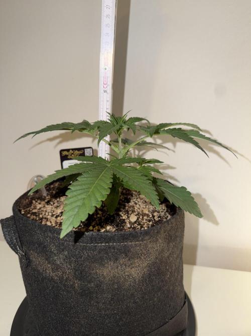 CCG x Greenhouse Seeds. Week 3