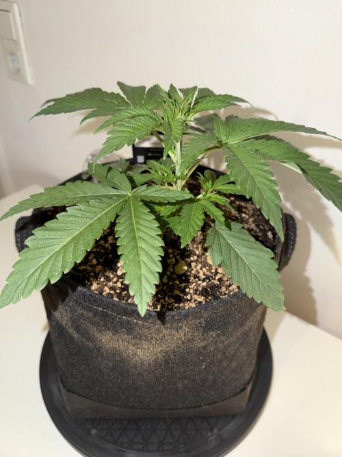CCG x Greenhouse Seeds. Week 3