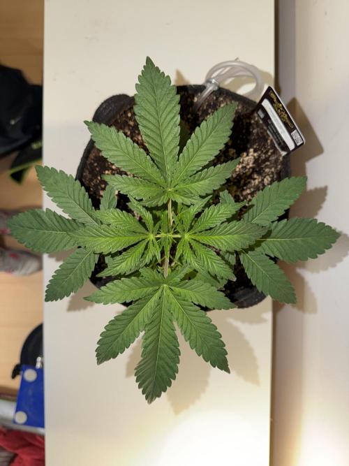 CCG x Greenhouse Seeds. Week 3