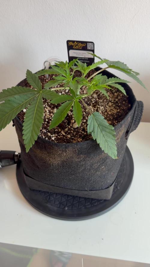 CCG x Greenhouse Seeds