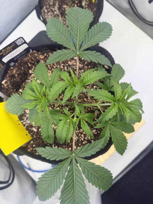CCG x Greenhouse Seeds. Week 4