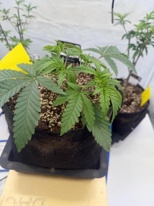 CCG x Greenhouse Seeds. Week 4