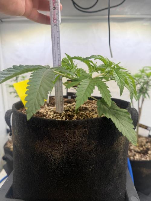Papaya Sour Spritz. Week 4