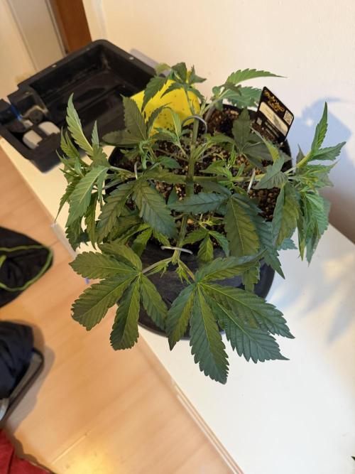 CCG x Greenhouse Seeds. Week 5