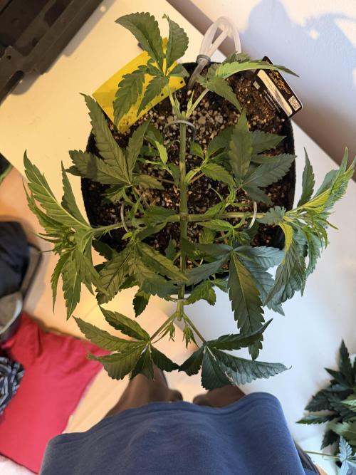 CCG x Greenhouse Seeds. Week 5