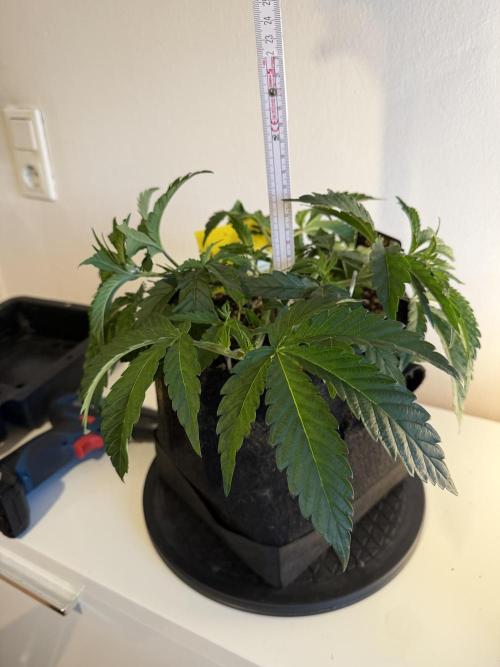 CCG x Greenhouse Seeds. Week 5