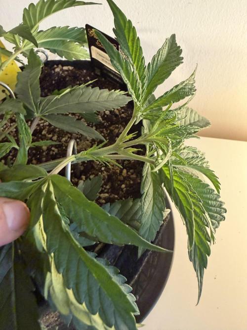 CCG x Greenhouse Seeds. Week 5