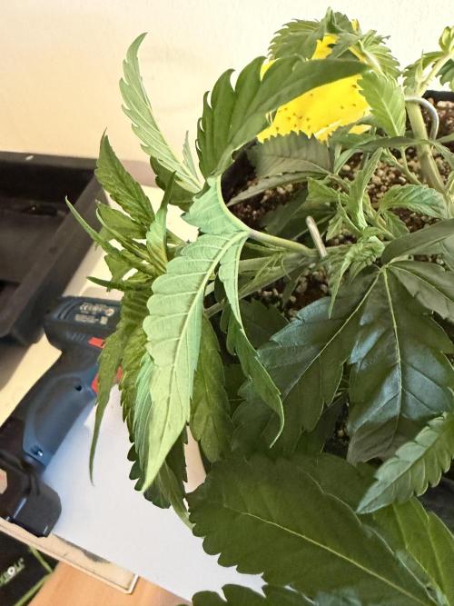 CCG x Greenhouse Seeds. Week 5
