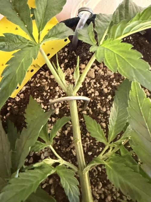 CCG x Greenhouse Seeds. Week 5