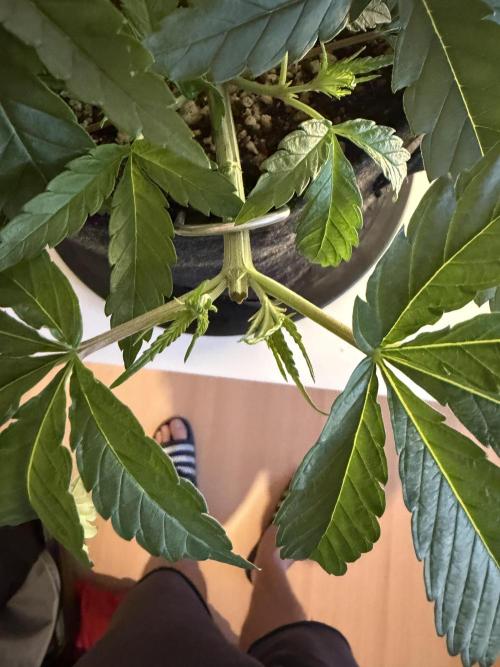 CCG x Greenhouse Seeds. Week 5