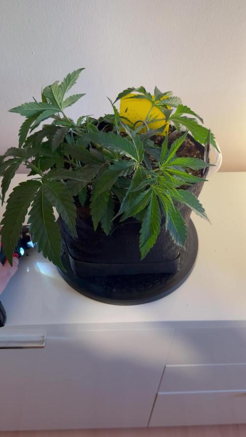CCG x Greenhouse Seeds