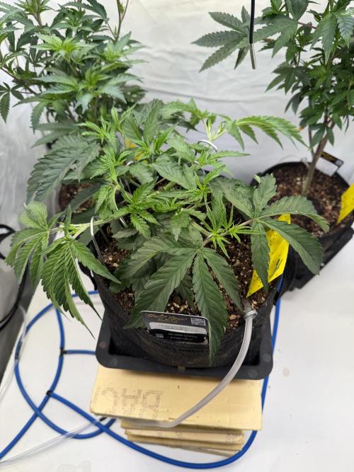 CCG x Greenhouse Seeds. Week 5 - 22.9.:
Letztes Mal getoppt