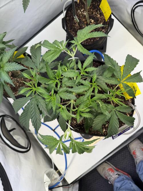Papaya Sour Spritz. Week 5