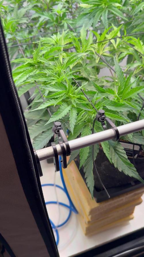 CCG x Greenhouse Seeds