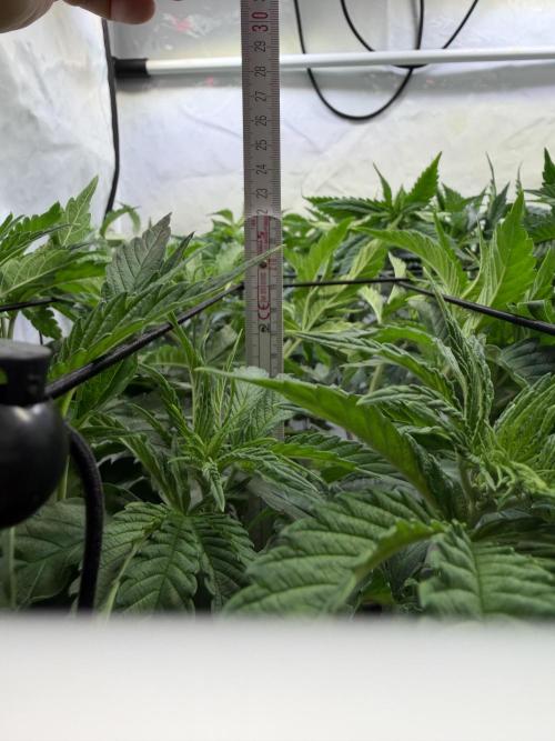 CCG x Greenhouse Seeds. Week 6