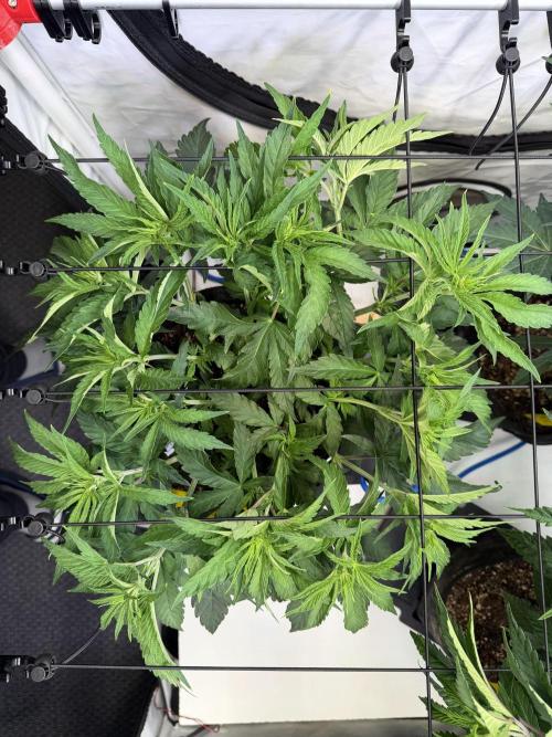 CCG x Greenhouse Seeds. Week 6