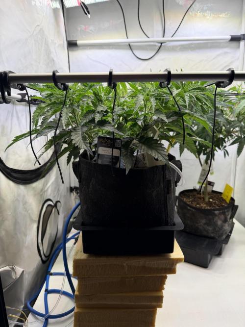 CCG x Greenhouse Seeds. Week 6