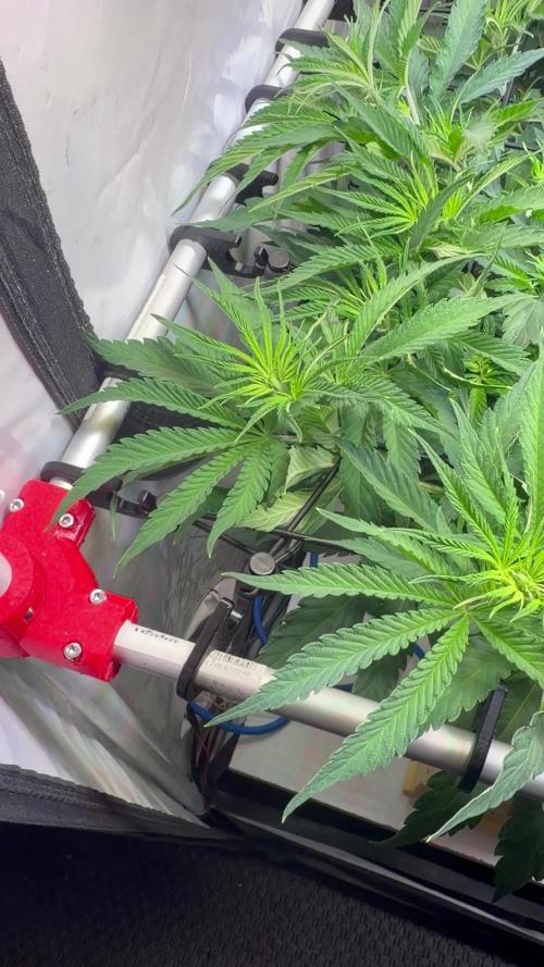 CCG x Greenhouse Seeds