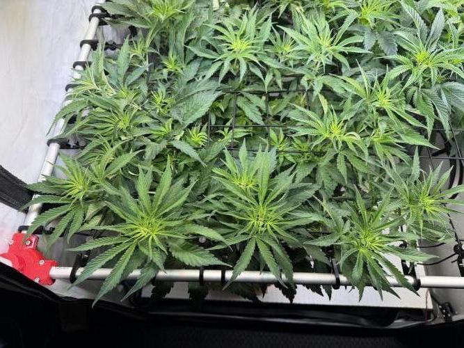 CCG x Greenhouse Seeds. Week 7
