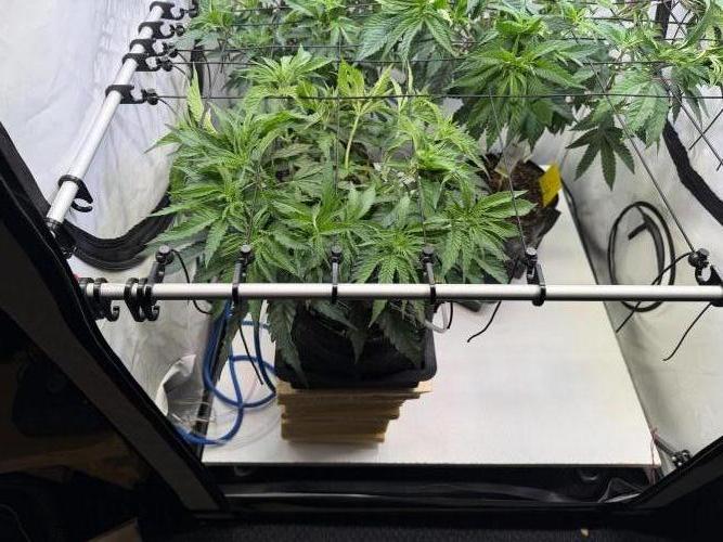 CCG x Greenhouse Seeds. Week 6