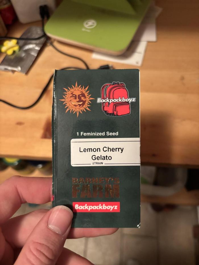 Lemon Cherry Gelato. Week 0