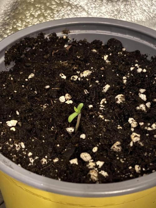 Lemon Cherry Gelato. Week 2