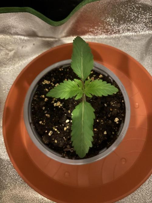 Lemon Cherry Gelato. Week 2