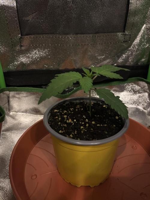 Lemon Cherry Gelato. Week 2