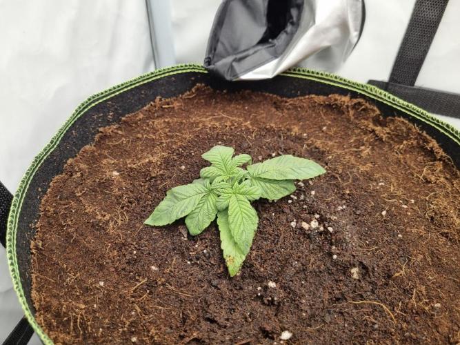 Turbo wielkie drzewa. Week 2 - gelato 23.04.2026