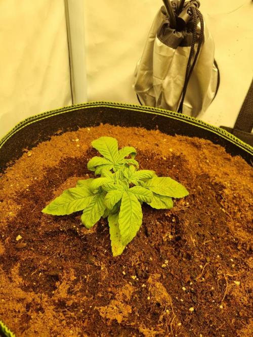 Turbo wielkie drzewa. Week 2 - 26.04.2026 gelato