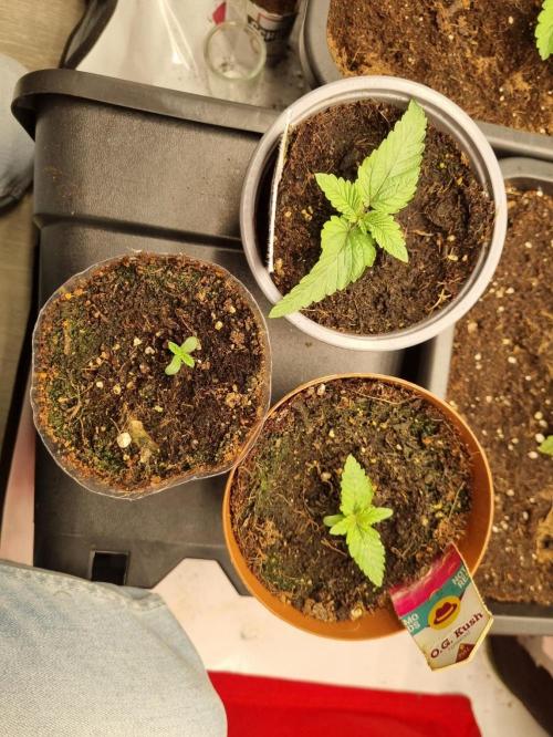 Turbo wielkie drzewa. Week 2 - 26.04.2026 Banana , o.g. kush. weeding cake 