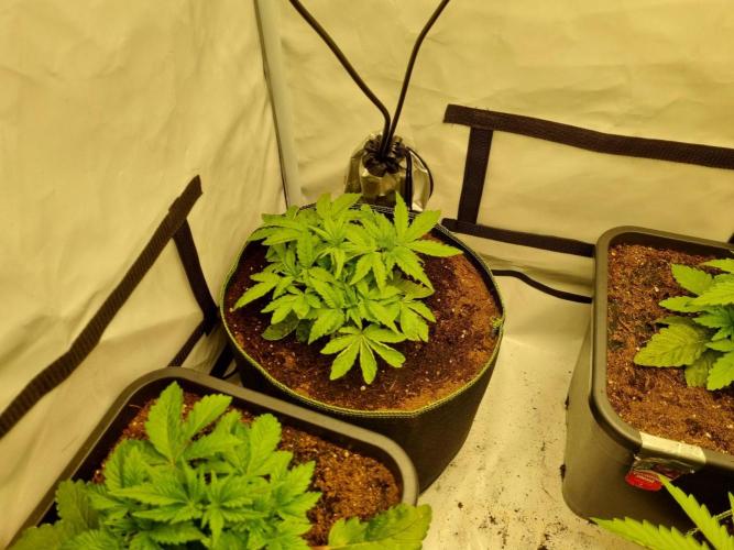Turbo wielkie drzewa. Week 3 - 03.05 Gelato