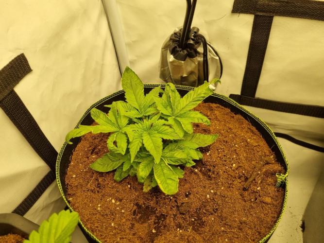 Turbo wielkie drzewa. Week 3 - 30.04 Gelato