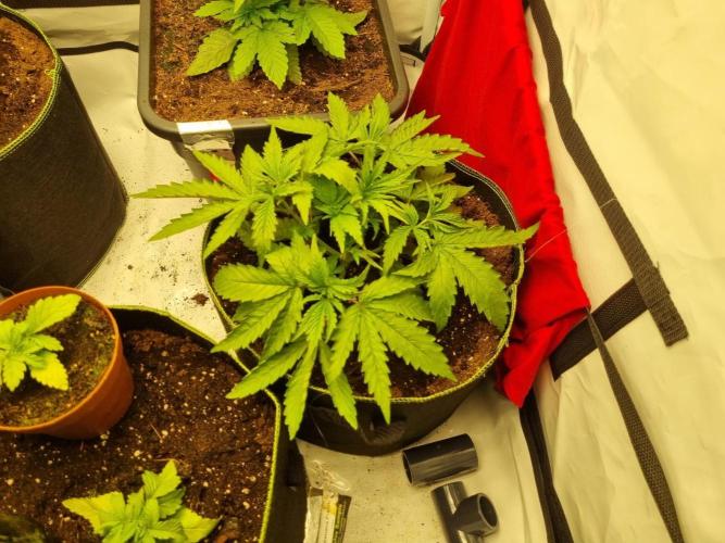 Turbo wielkie drzewa. Week 3 - 03.05 LSD