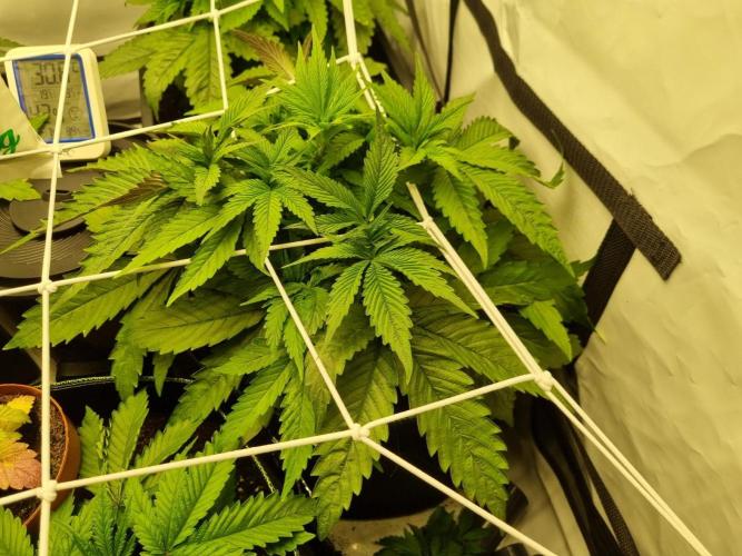 Turbo wielkie drzewa. Week 4 - lsd