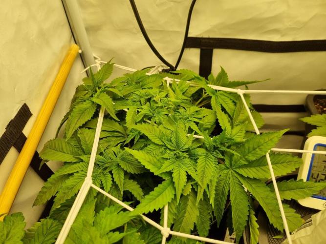 Turbo wielkie drzewa. Week 4 - gelato