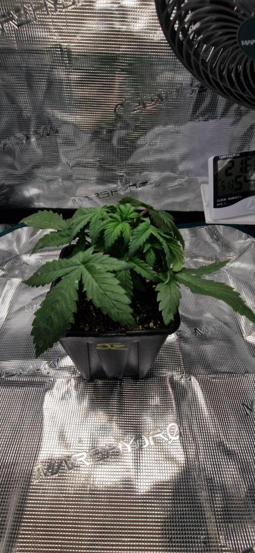 Cutting jealousy z xl auto. Week 3