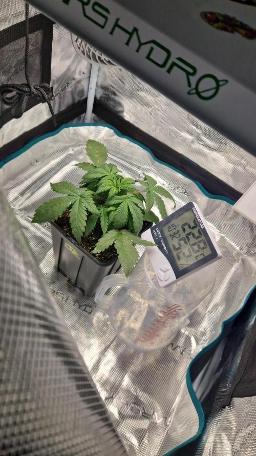 Cutting jealousy z xl auto. Week 3