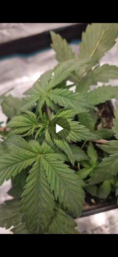 Cutting jealousy z xl auto. Week 3